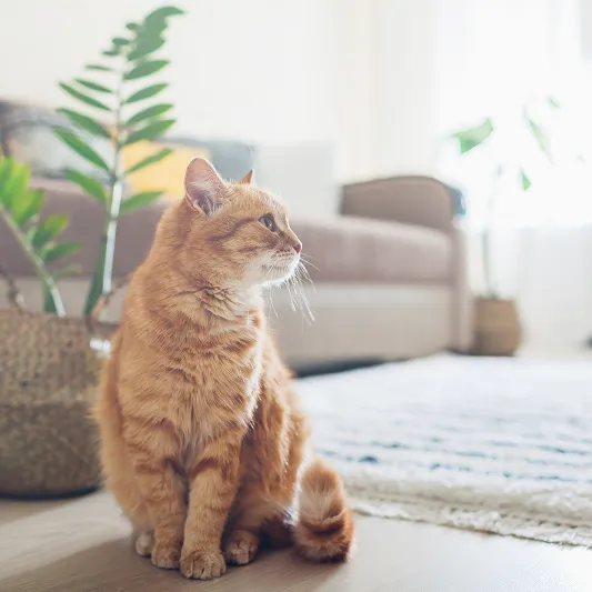 rote Katze
